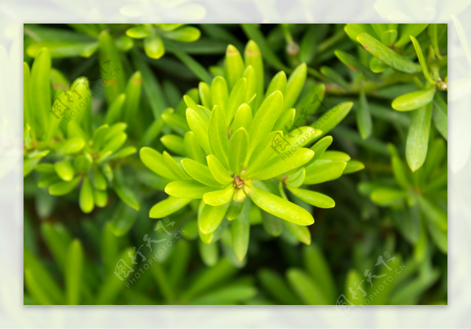 植物特写风景摄影图