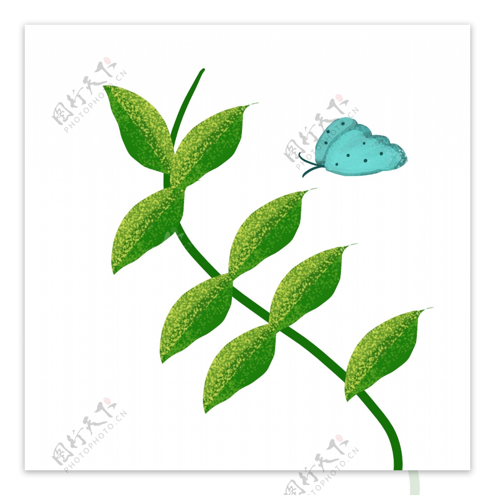 蓝色蝴蝶植物插图