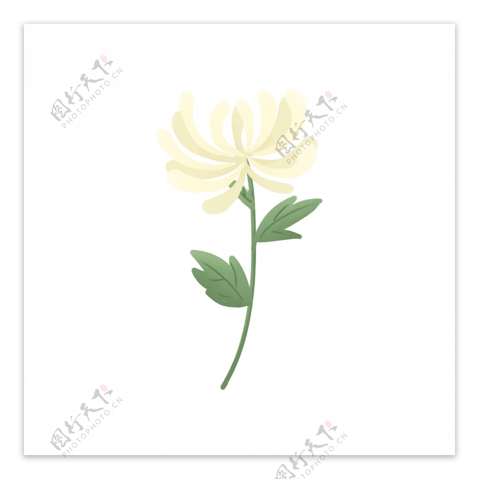 清明清明节祭拜祖先的一枝白色菊花
