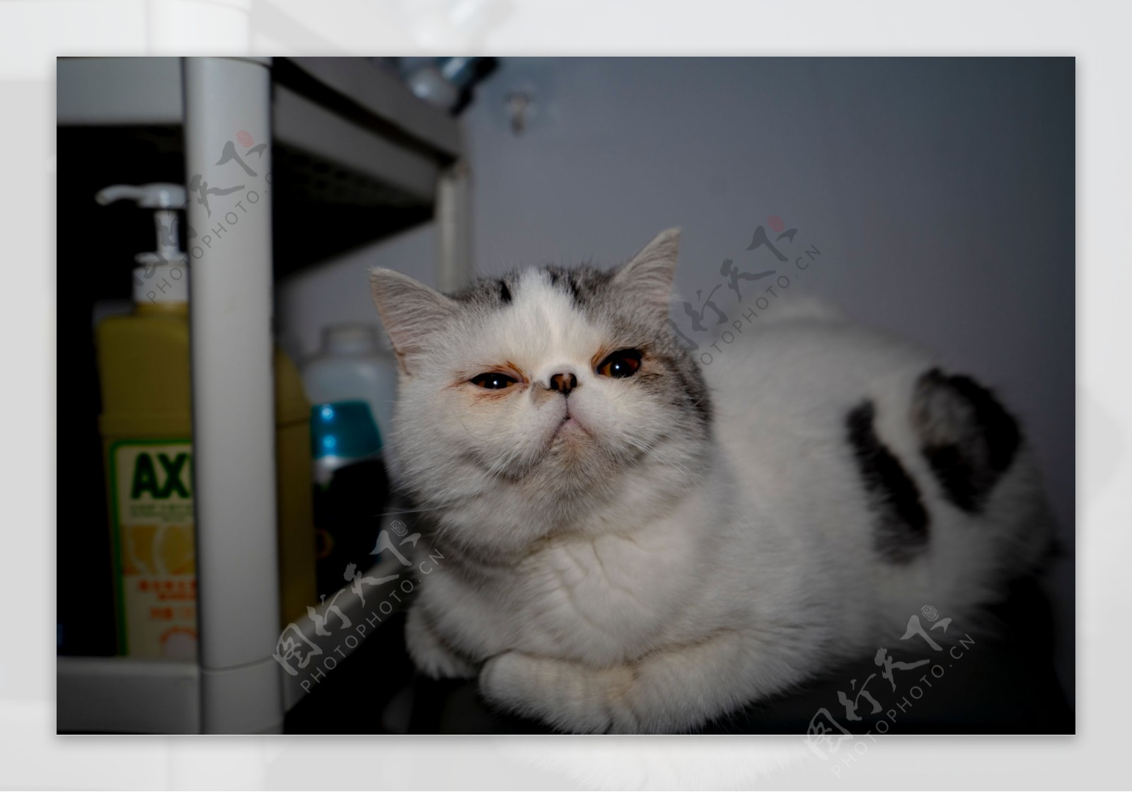 可爱的加菲猫商业摄影