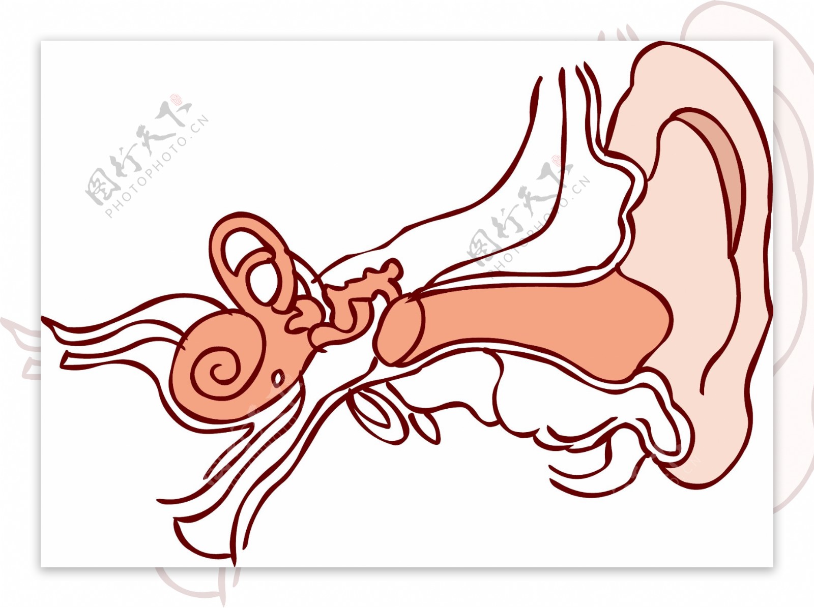 手绘人体器官人体五官耳朵线条结构