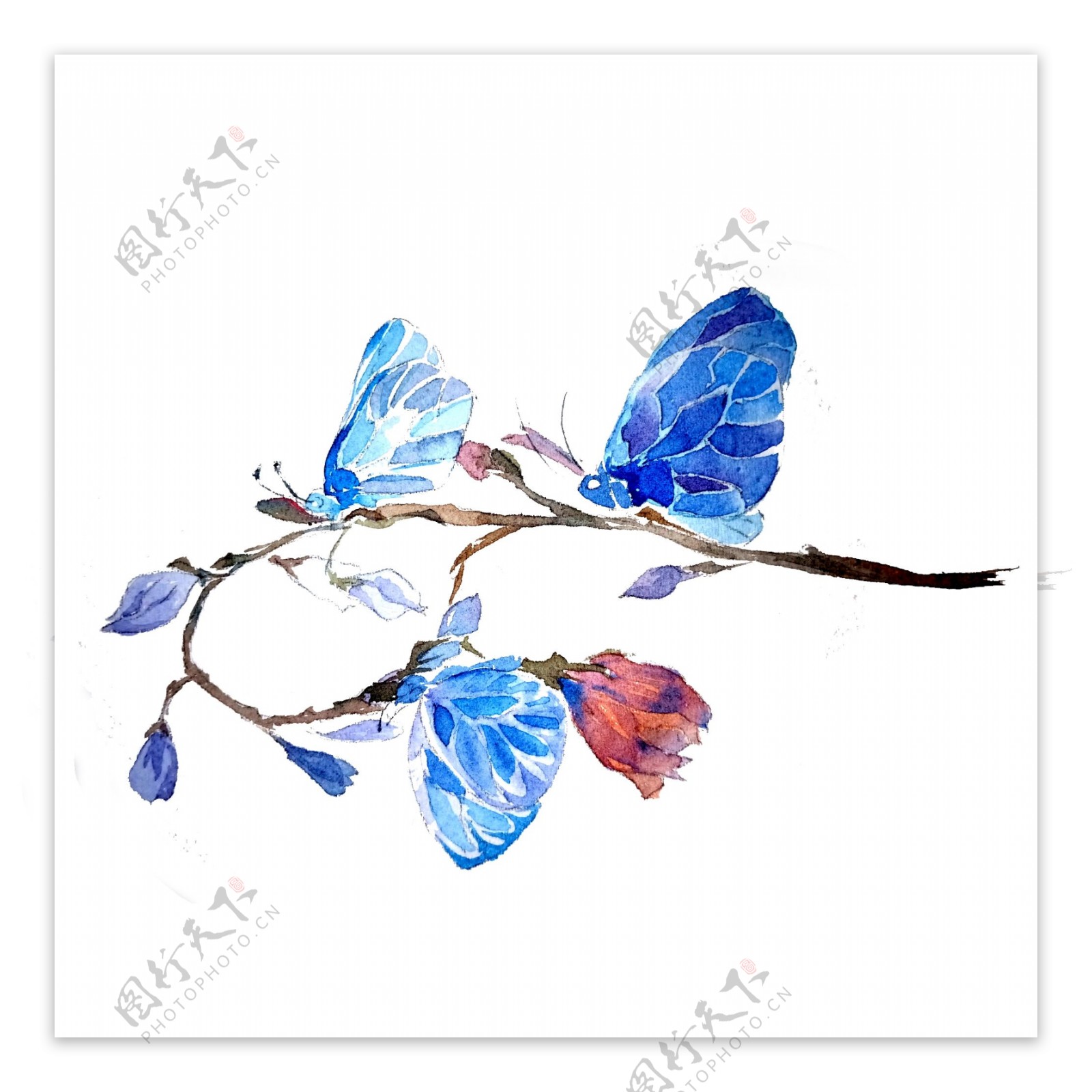 蝴蝶透明翅膀蓝色美丽昆虫PNG