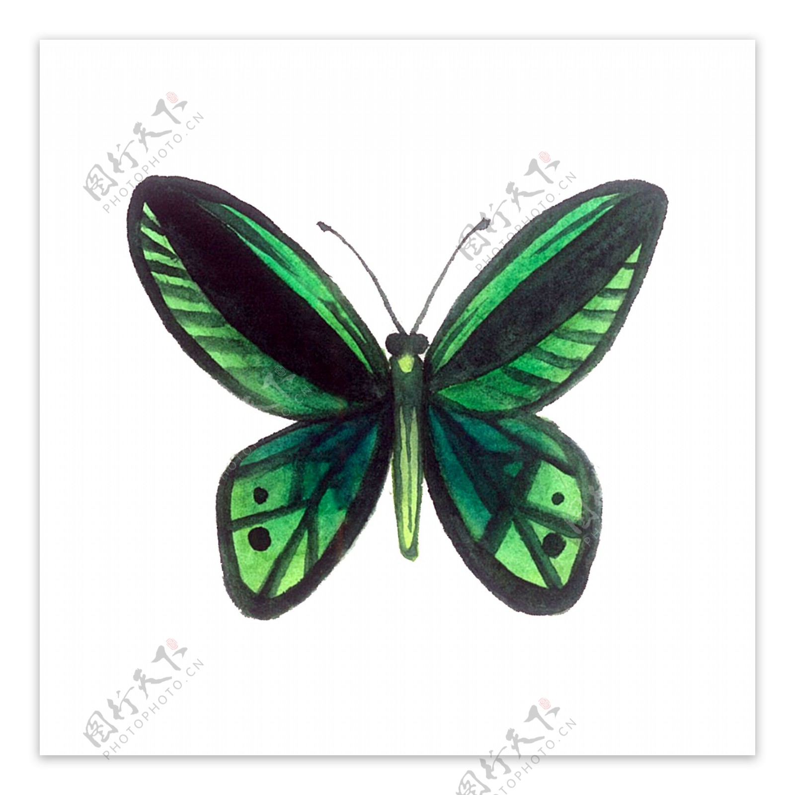 蝴蝶昆虫绿色翅膀透明PNG彩蝶