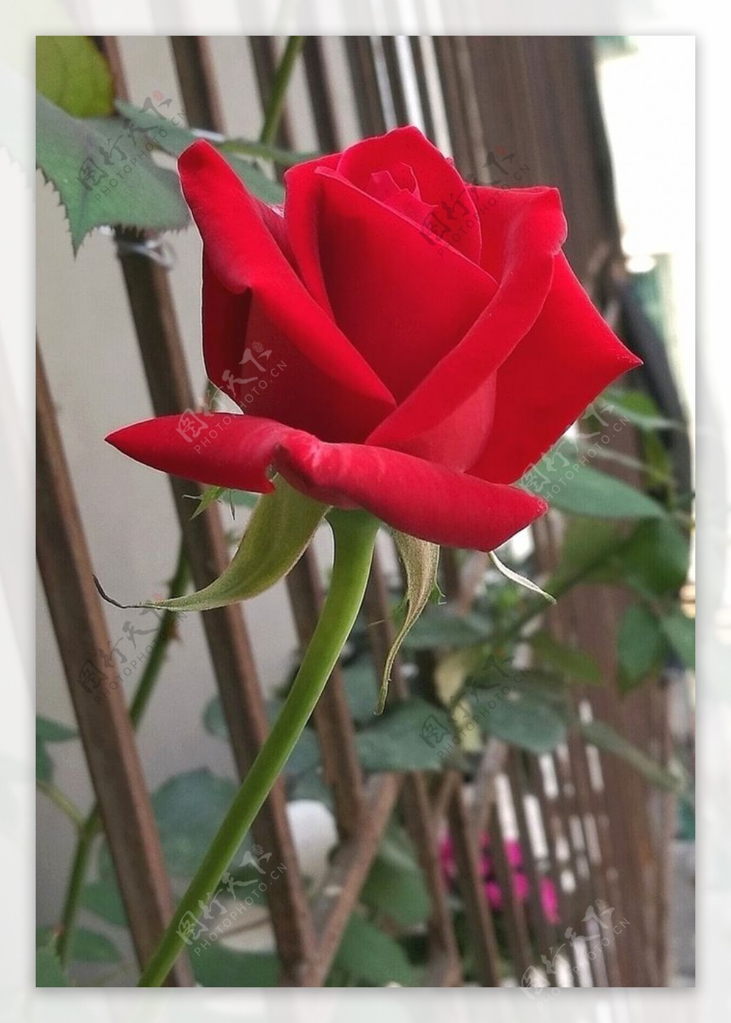 攀在栏杆外的红玫瑰