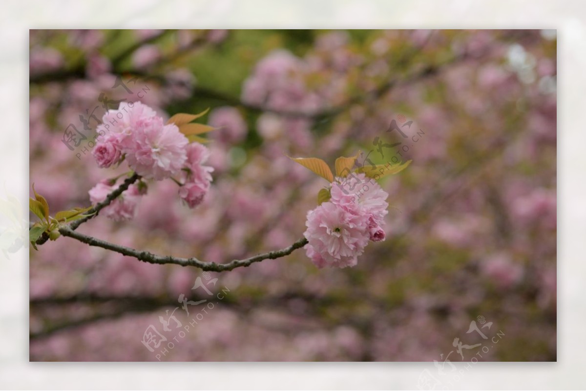 关山樱花樱花花枝红缨花