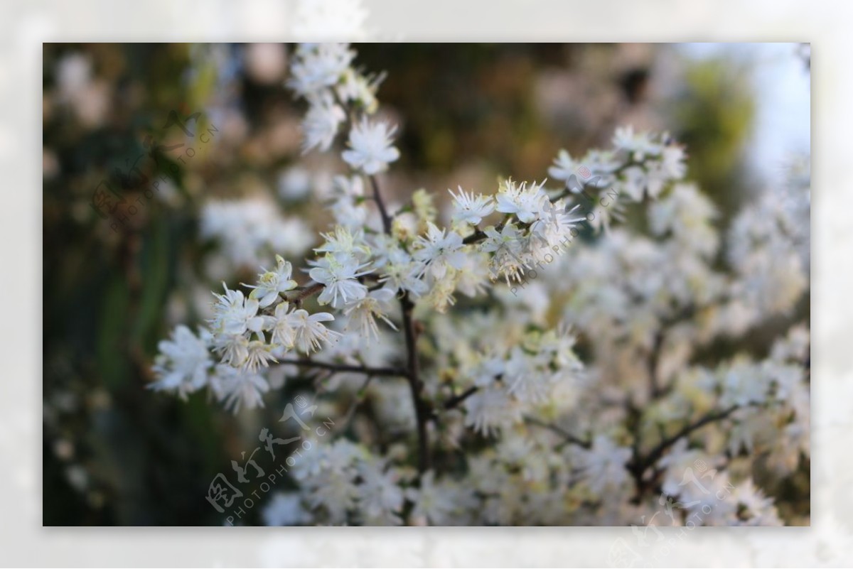 香花