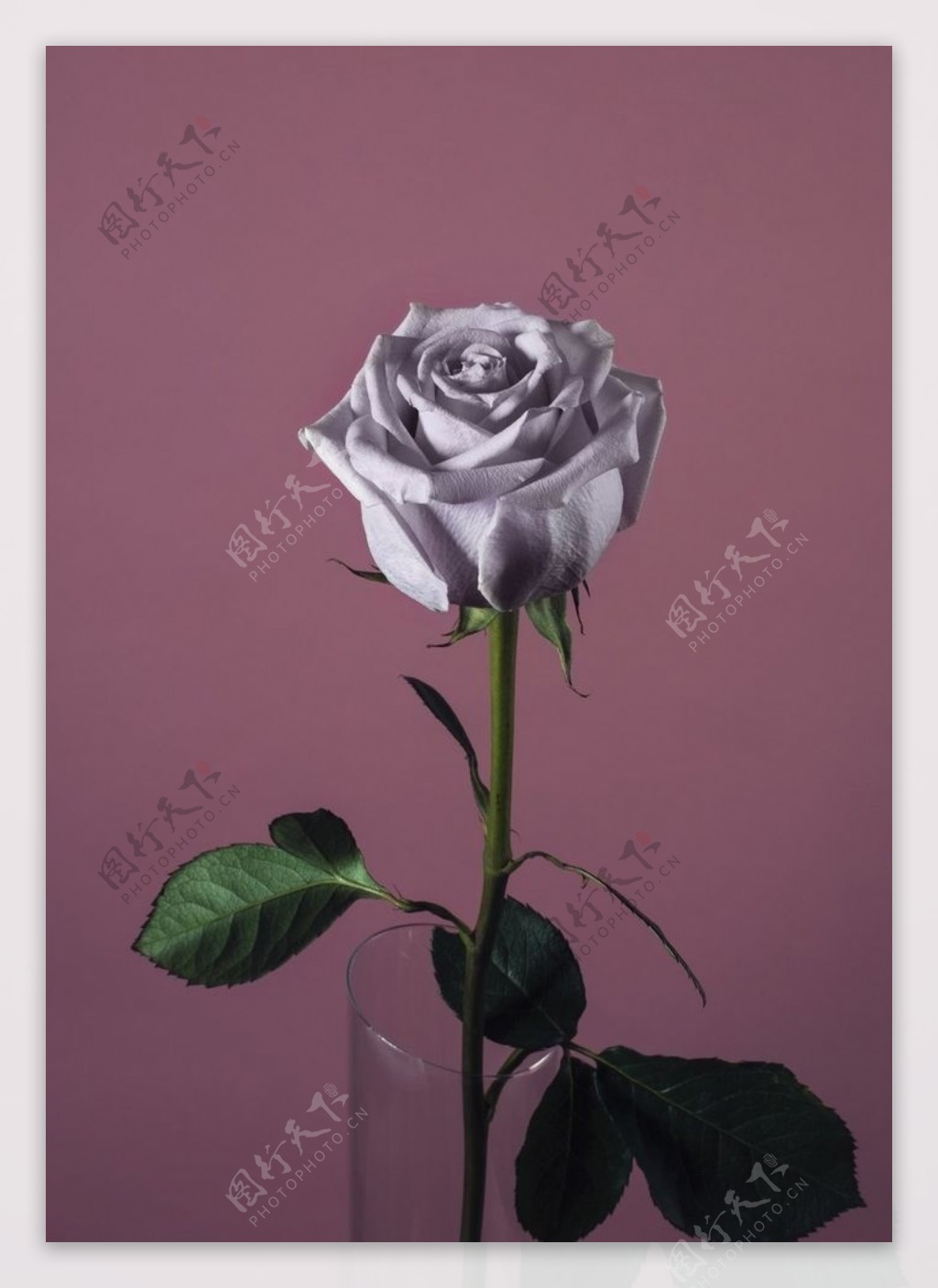 紫色的玫瑰花
