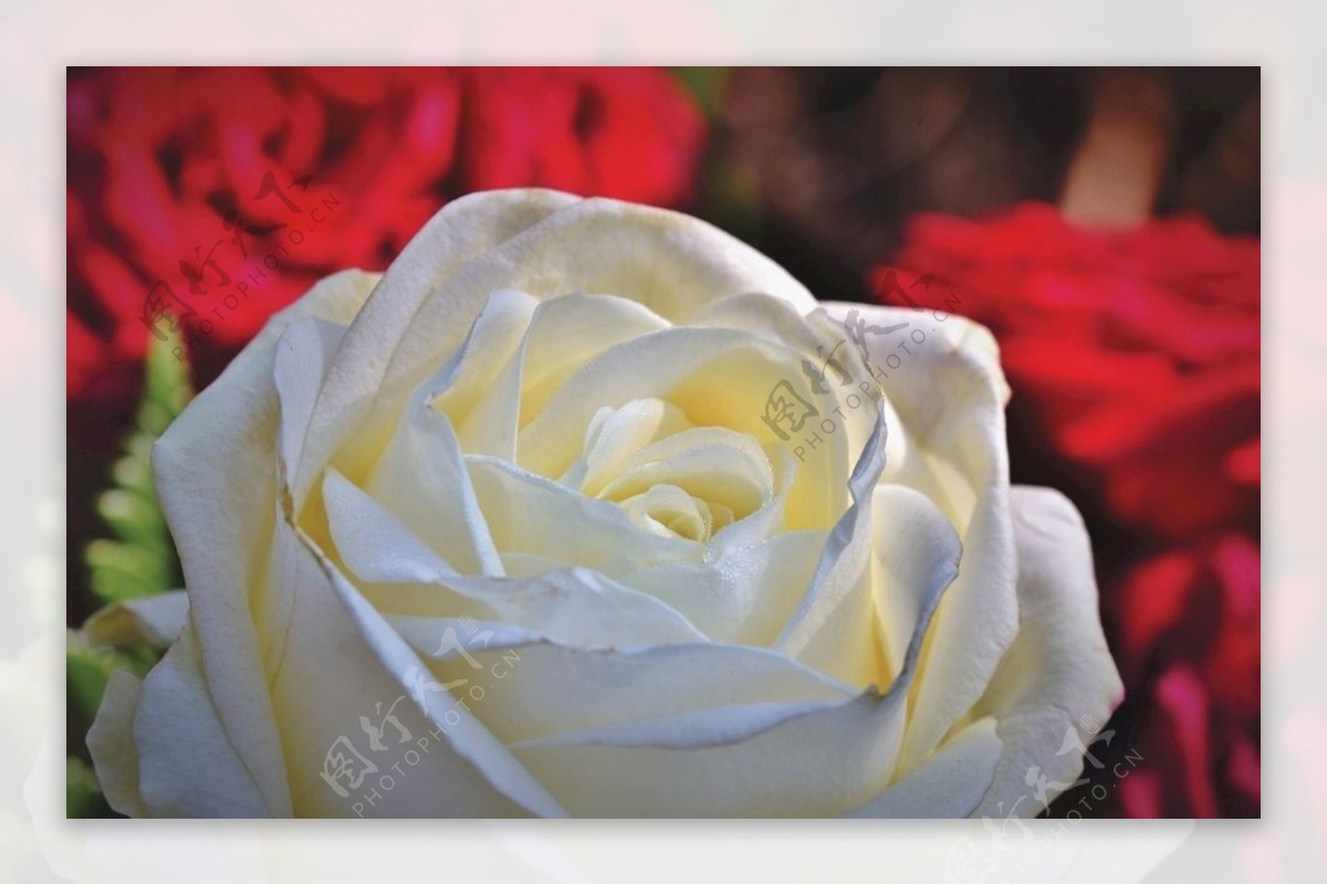 白玫瑰-鲜花植物壁纸-1920x1200下载 | 10wallpaper.com