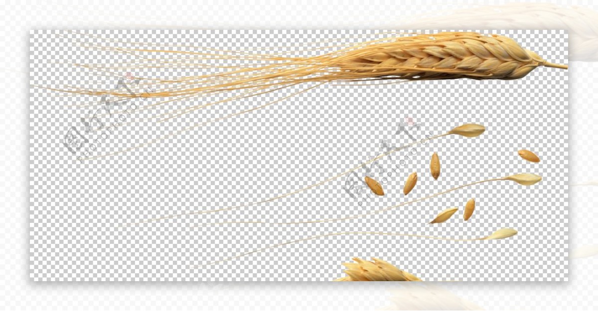 小麦麦