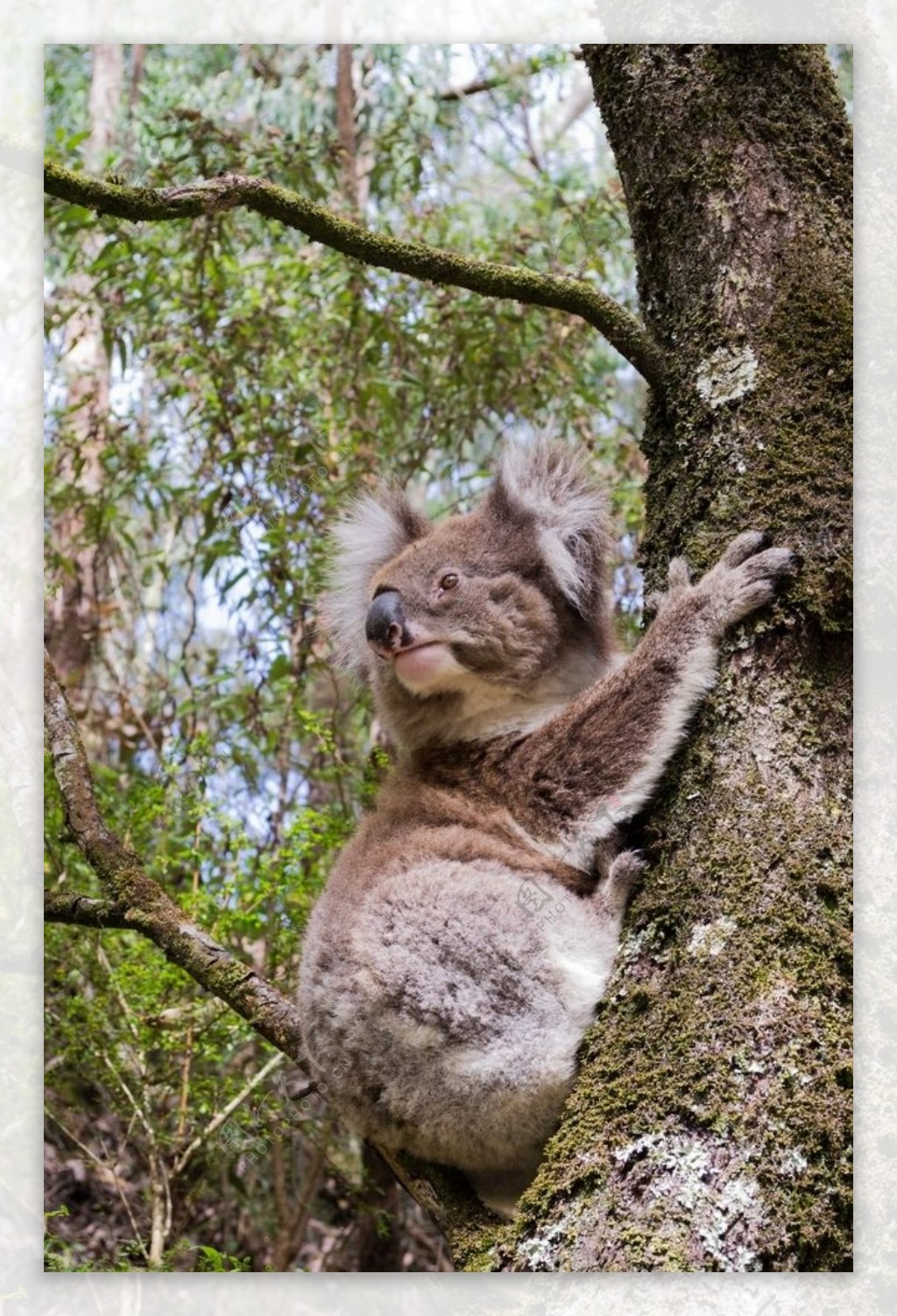 澳大利亚树袋熊(考拉)图片 - 25H.NET壁纸库