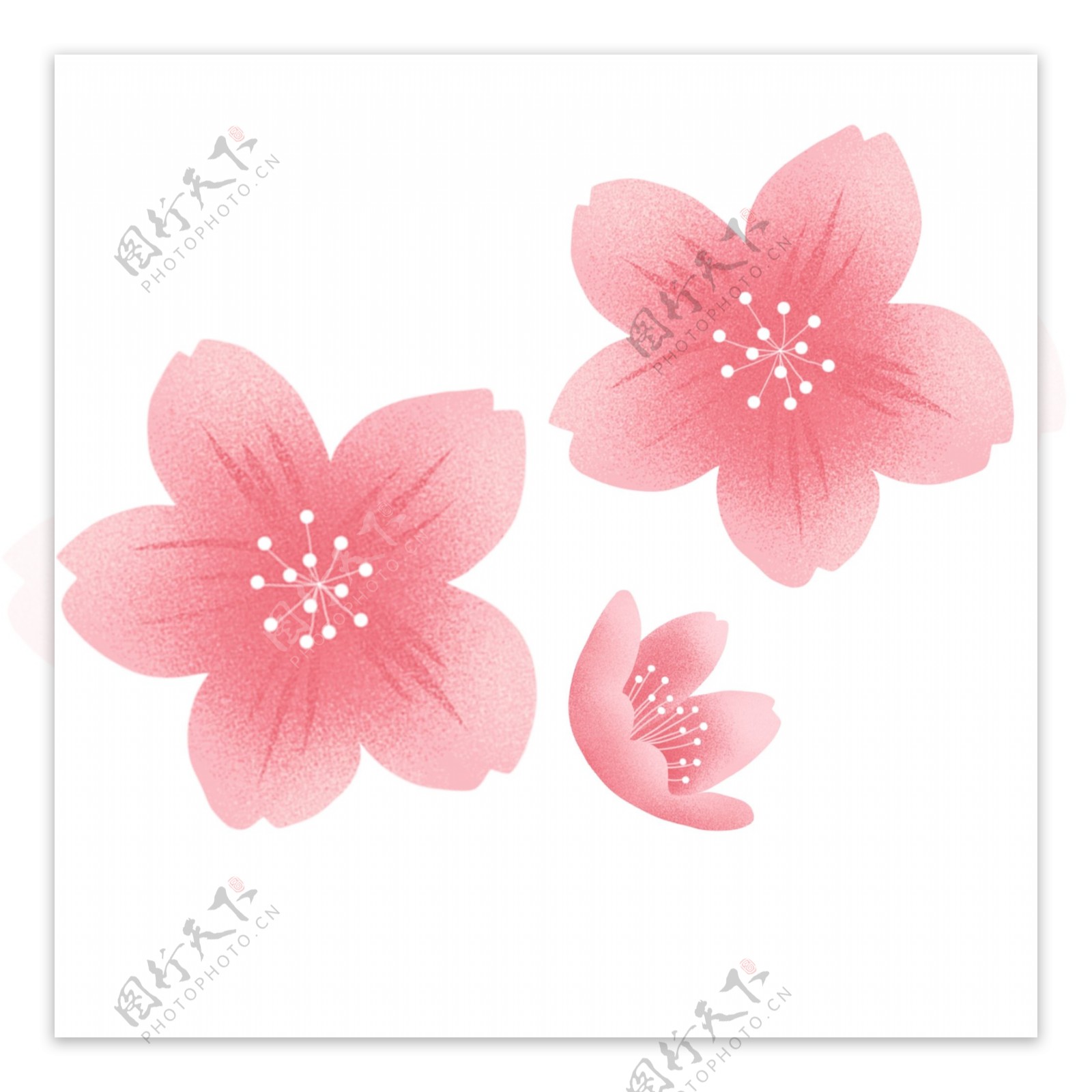 粉色樱花花瓣装饰元素