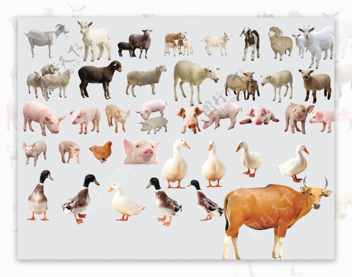 19种常见家畜家禽动物高清图片素材-编号27042874-图行天下