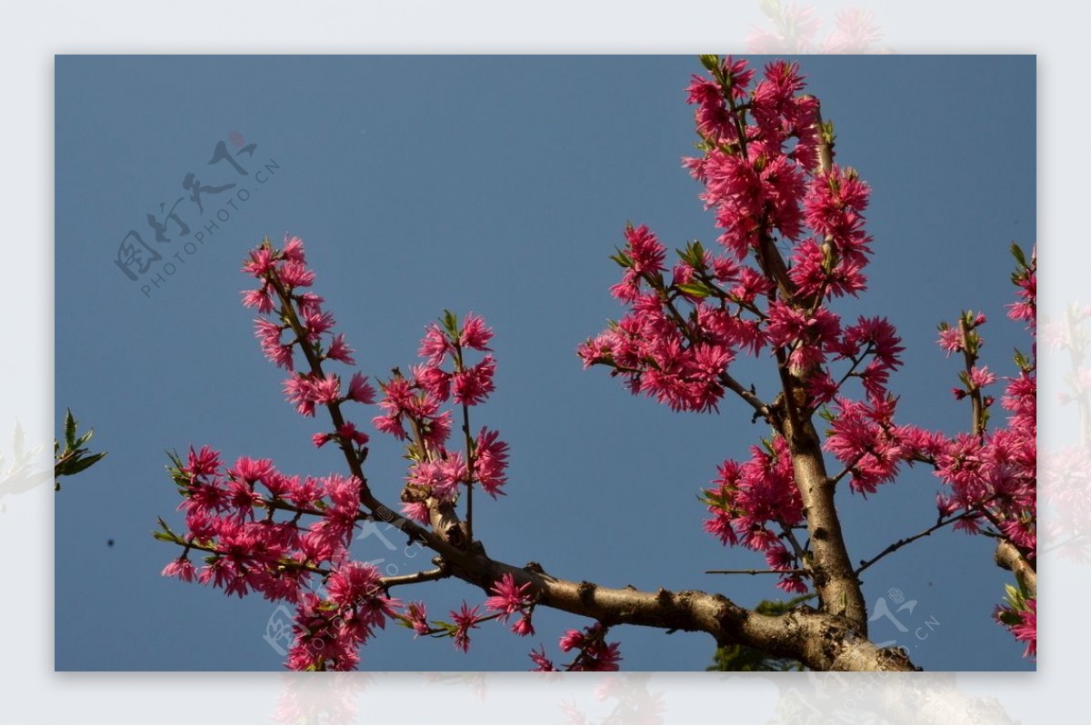 菊花桃