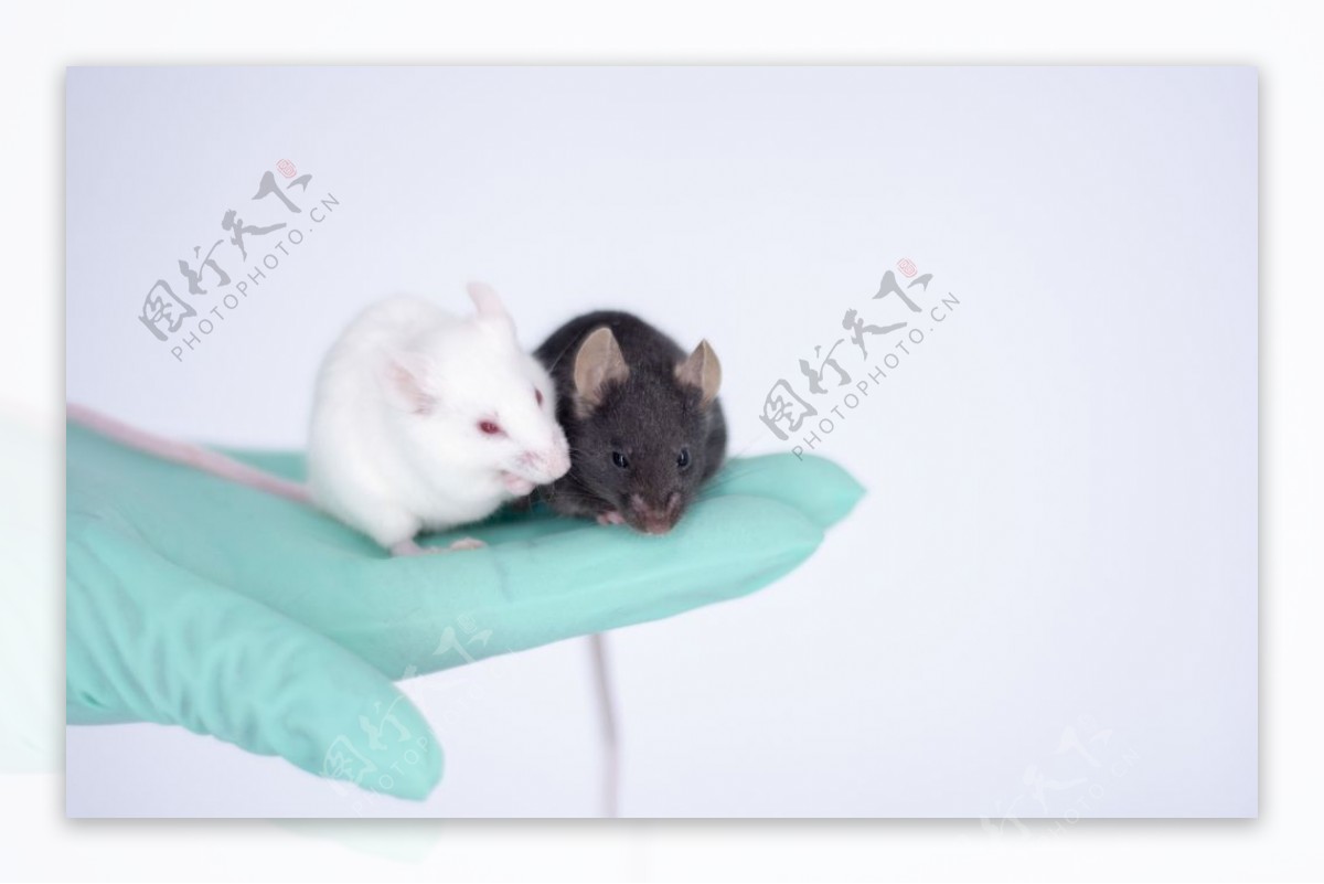 小白鼠养殖的问题-小白鼠大量养殖，出现了严重的死亡现象！求救