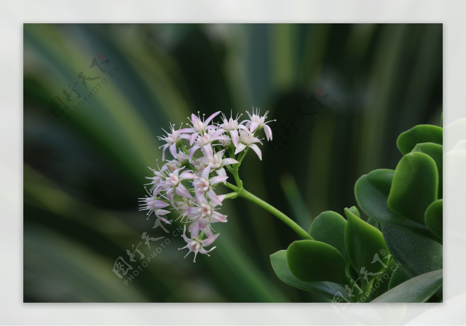 燕子掌花