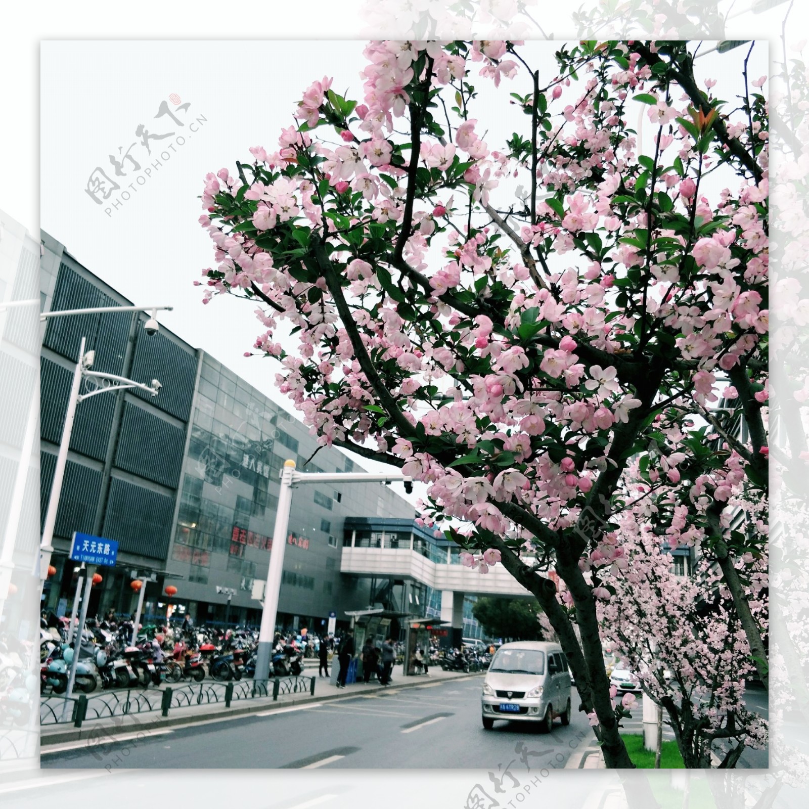 南京街头樱花树