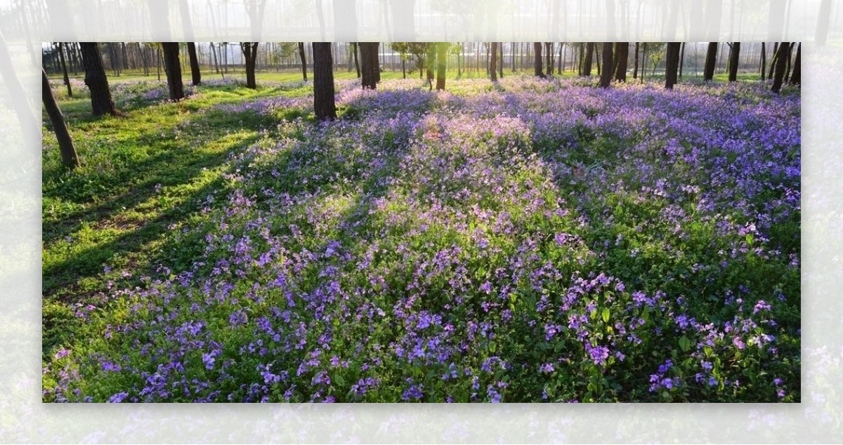 草地鲜花