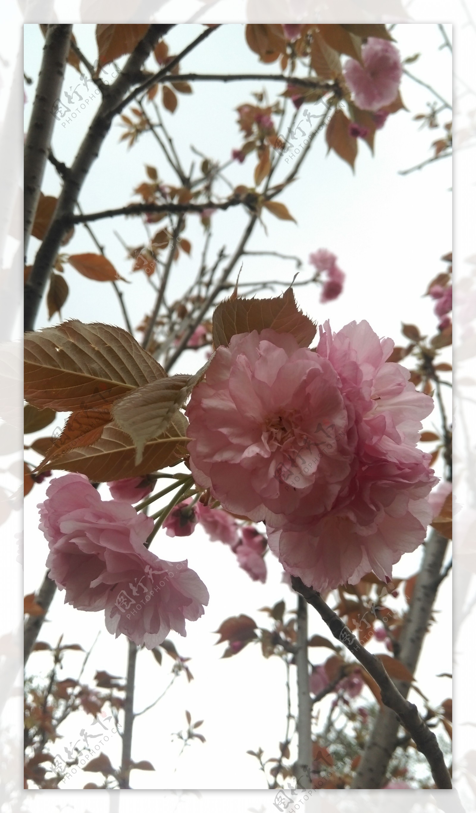 盛开的樱花
