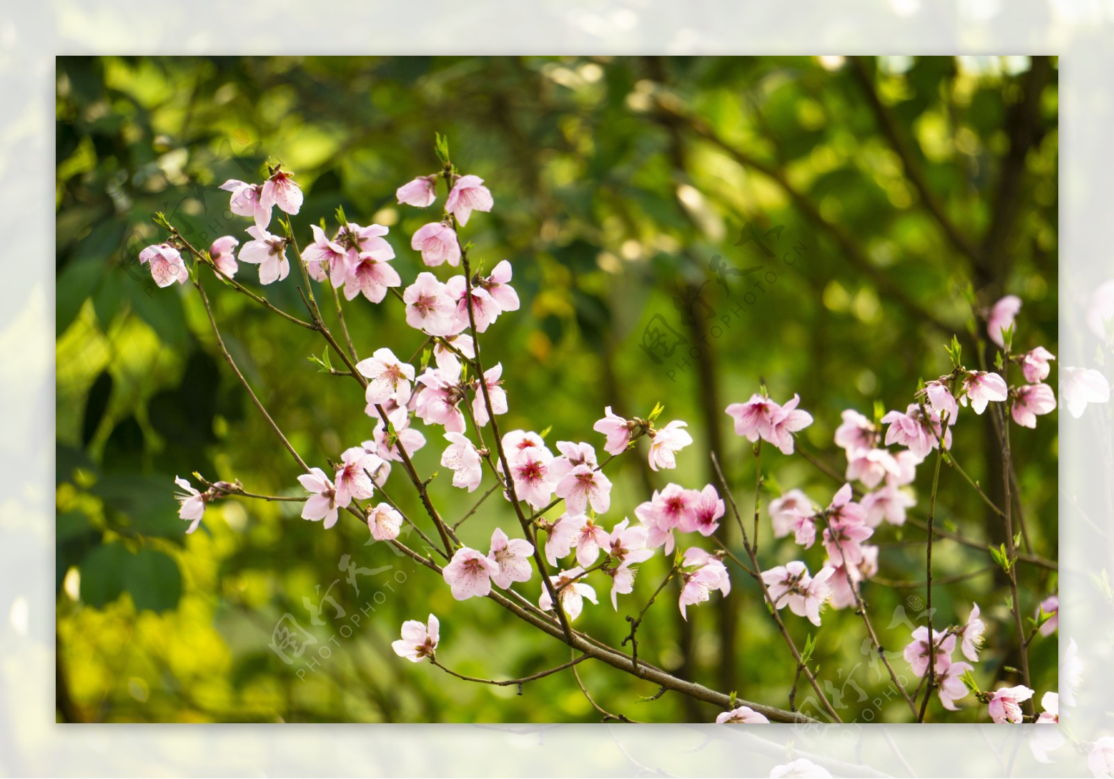 粉色桃花植物花朵