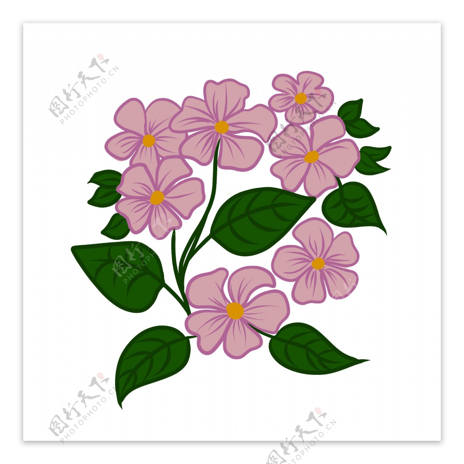 紫色植物花朵
