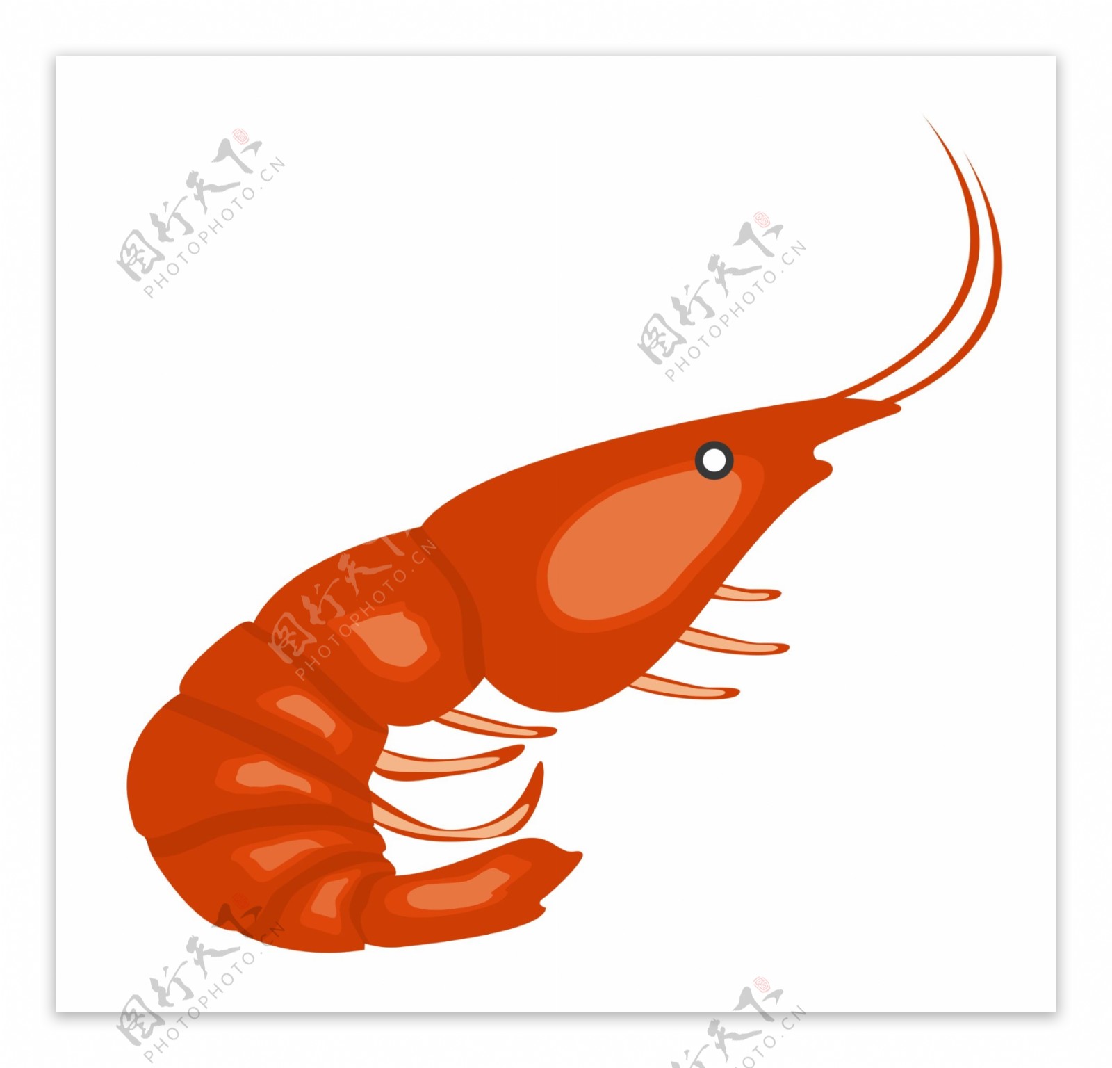 红色海洋生物虾
