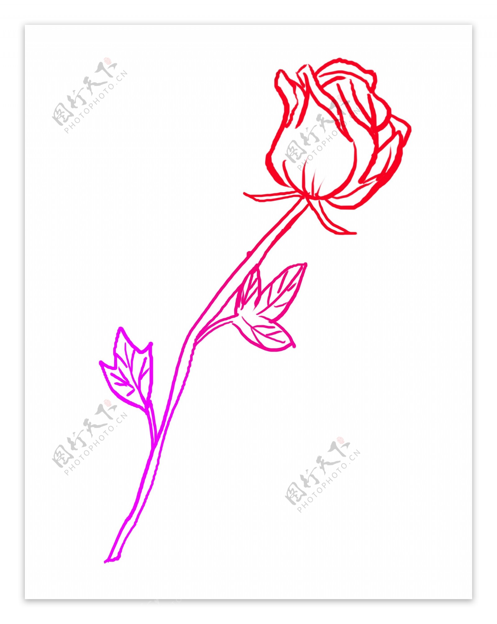 红色线描玫瑰花