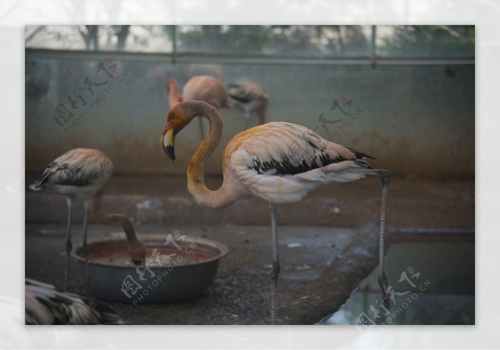 郑州动物园摄影之火焰鸟