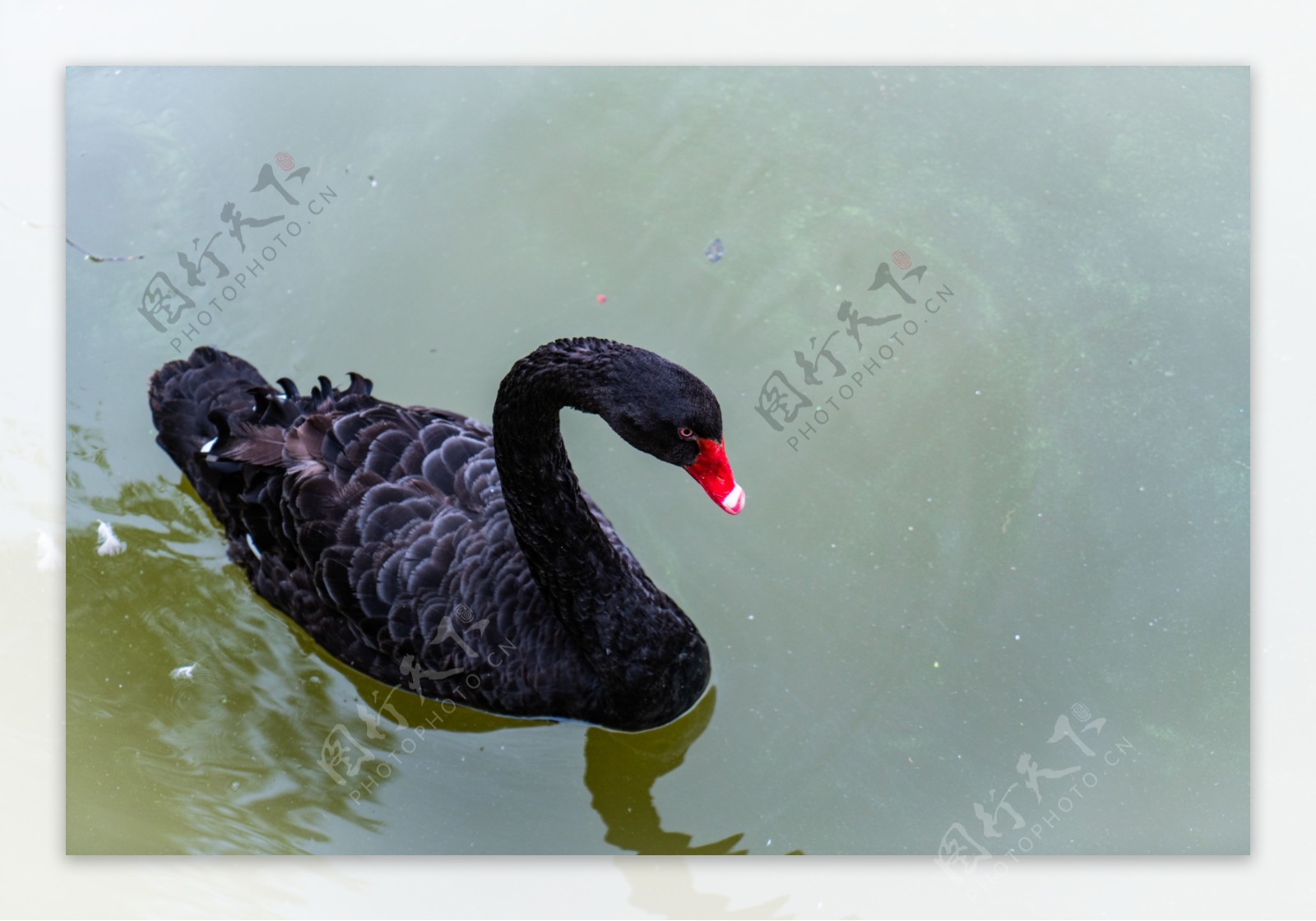 红喙黑天鹅游水摄影