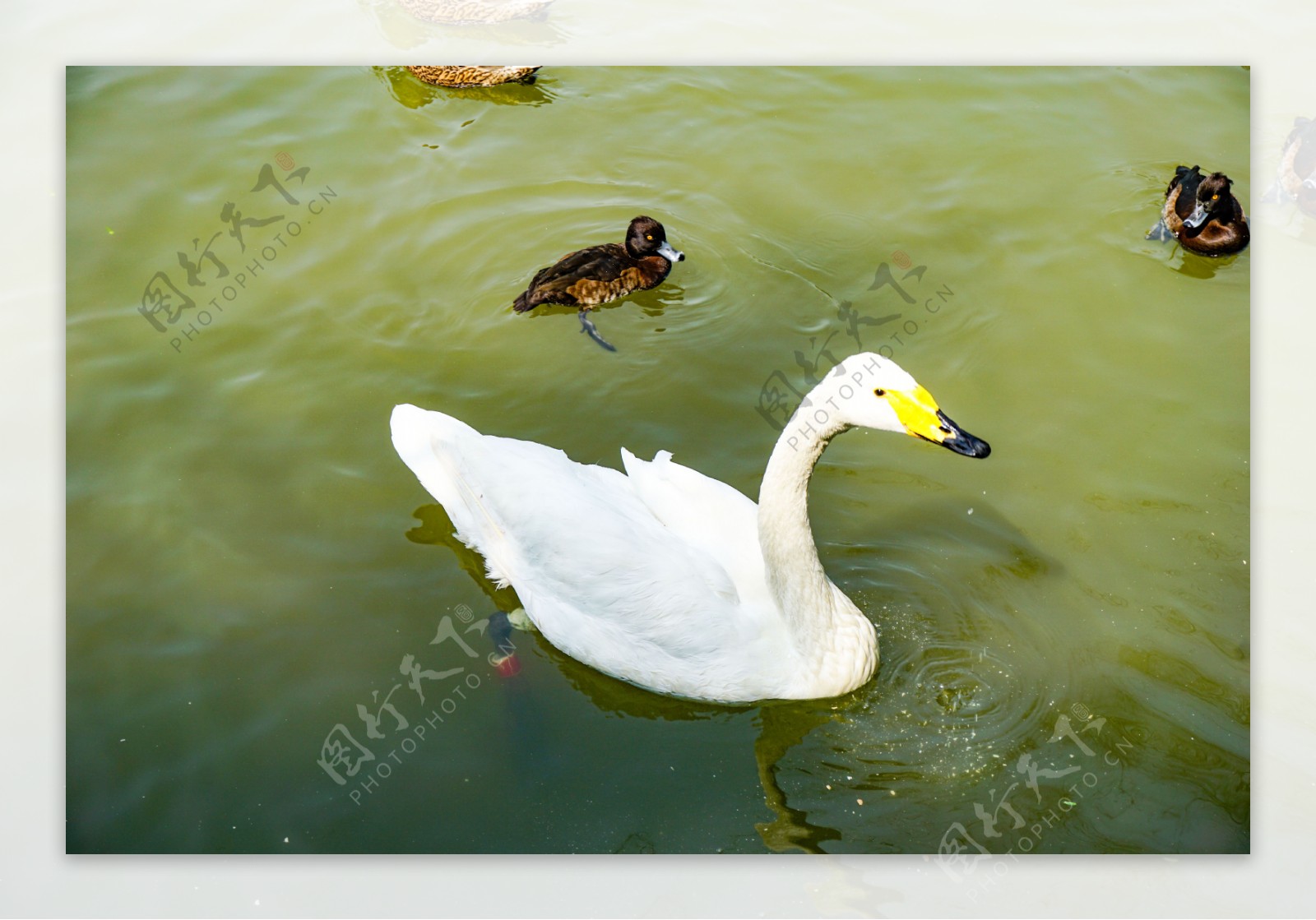 春江水暖游泳的白色天鹅