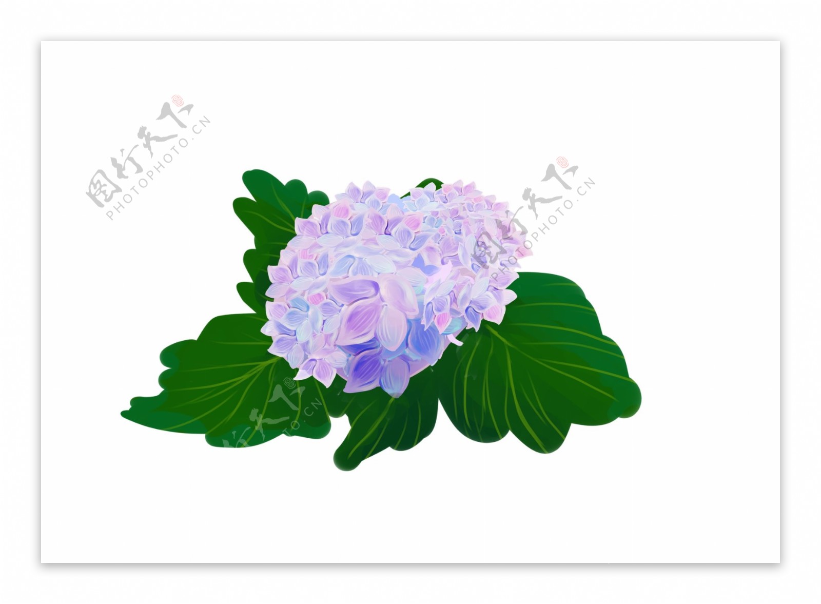 手绘紫色绣球花装饰图案