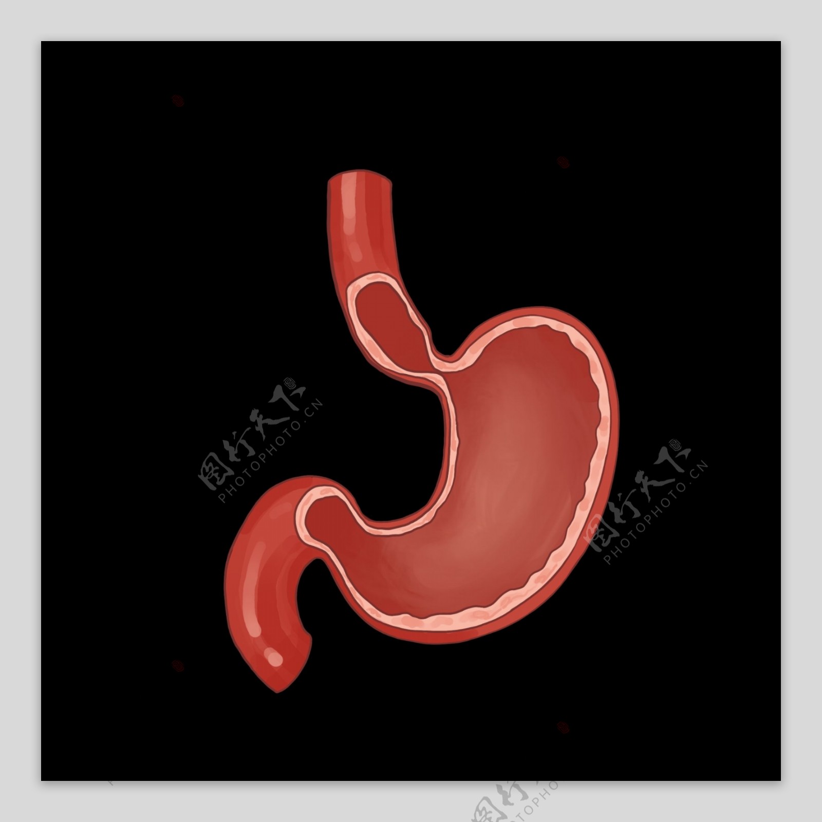 人体器官胃脏插画