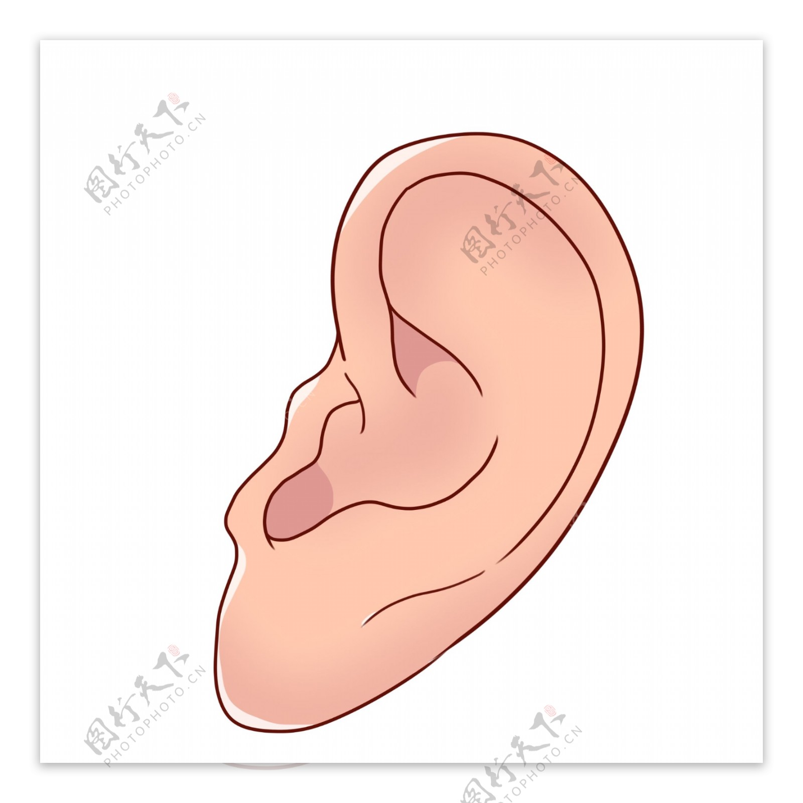 立体耳朵器官插图