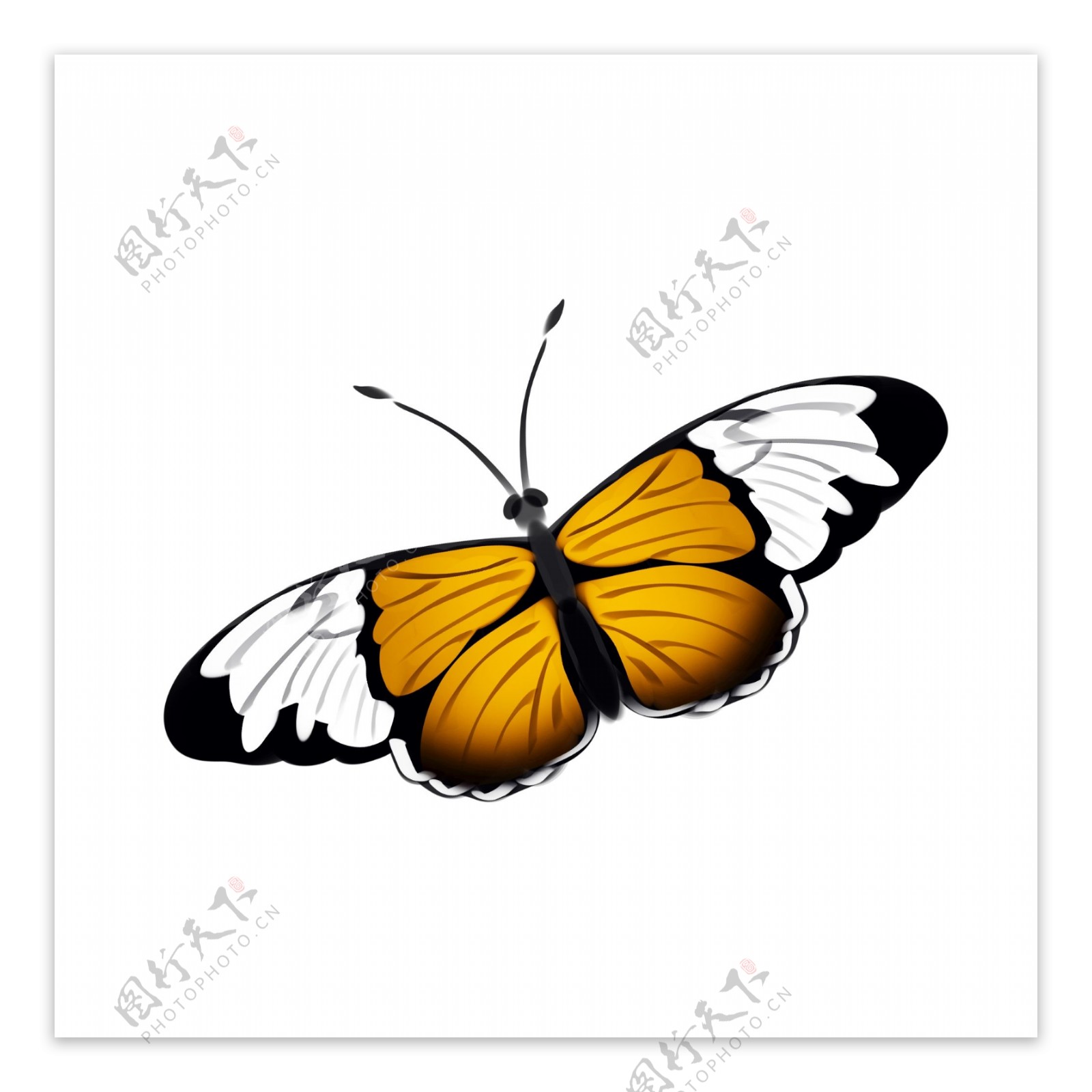 黄白色蝴蝶装饰插画