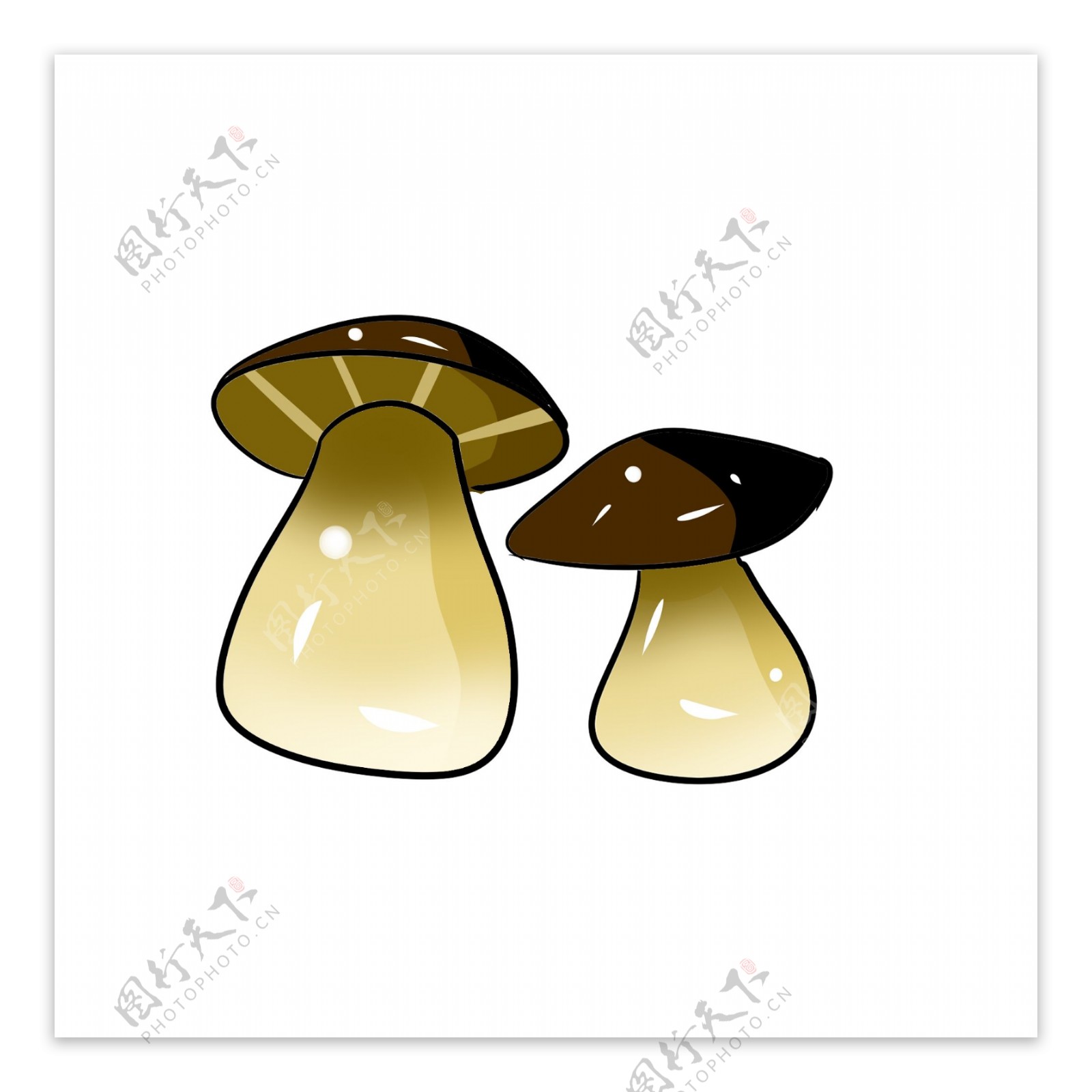 白色大肚子蘑菇插图