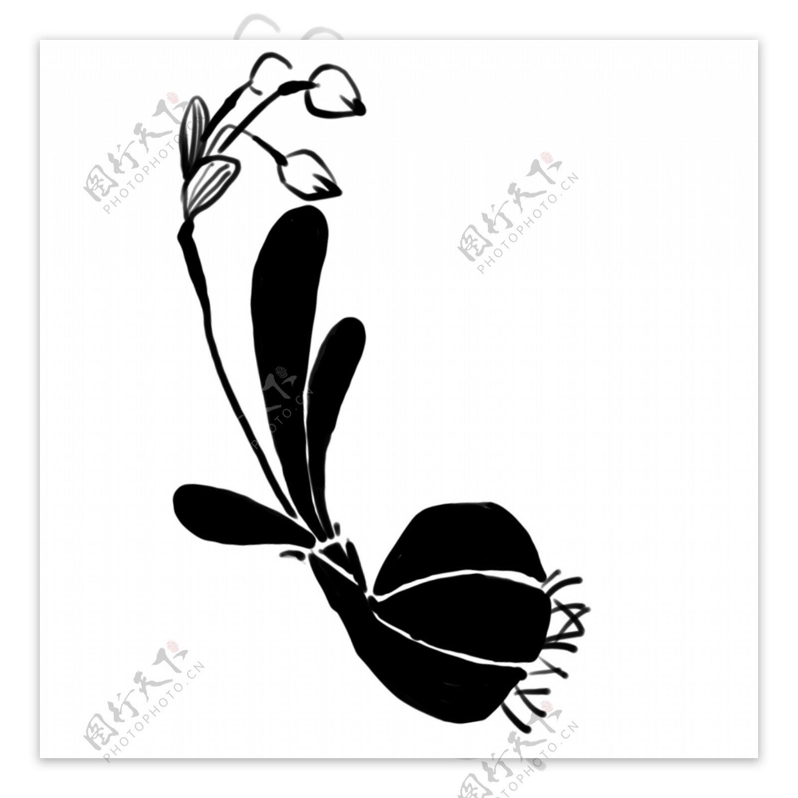 黑色花朵花苞插画