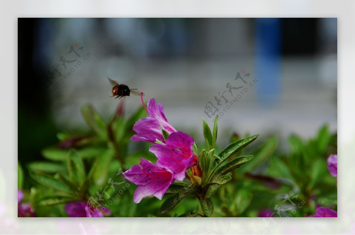 花微距茶花索玛花