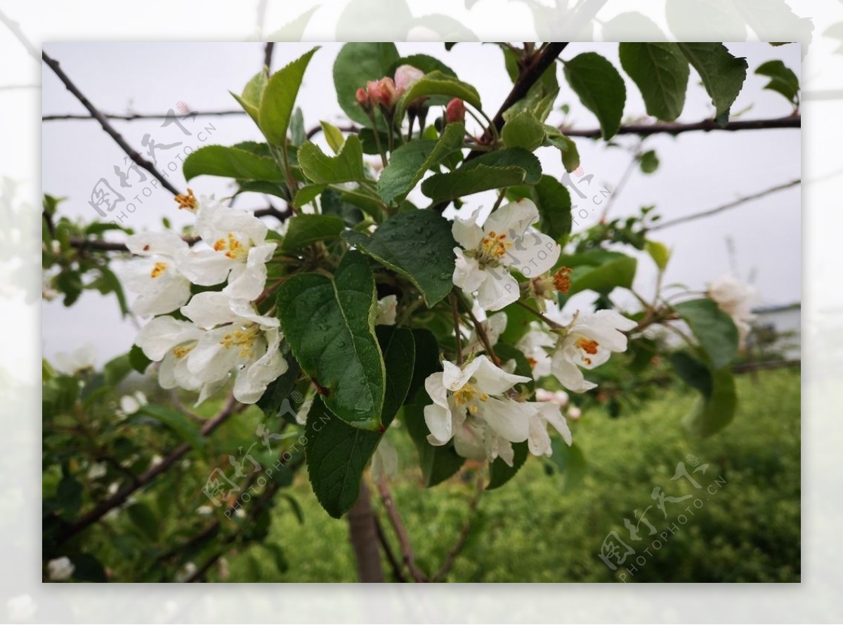 苹果花