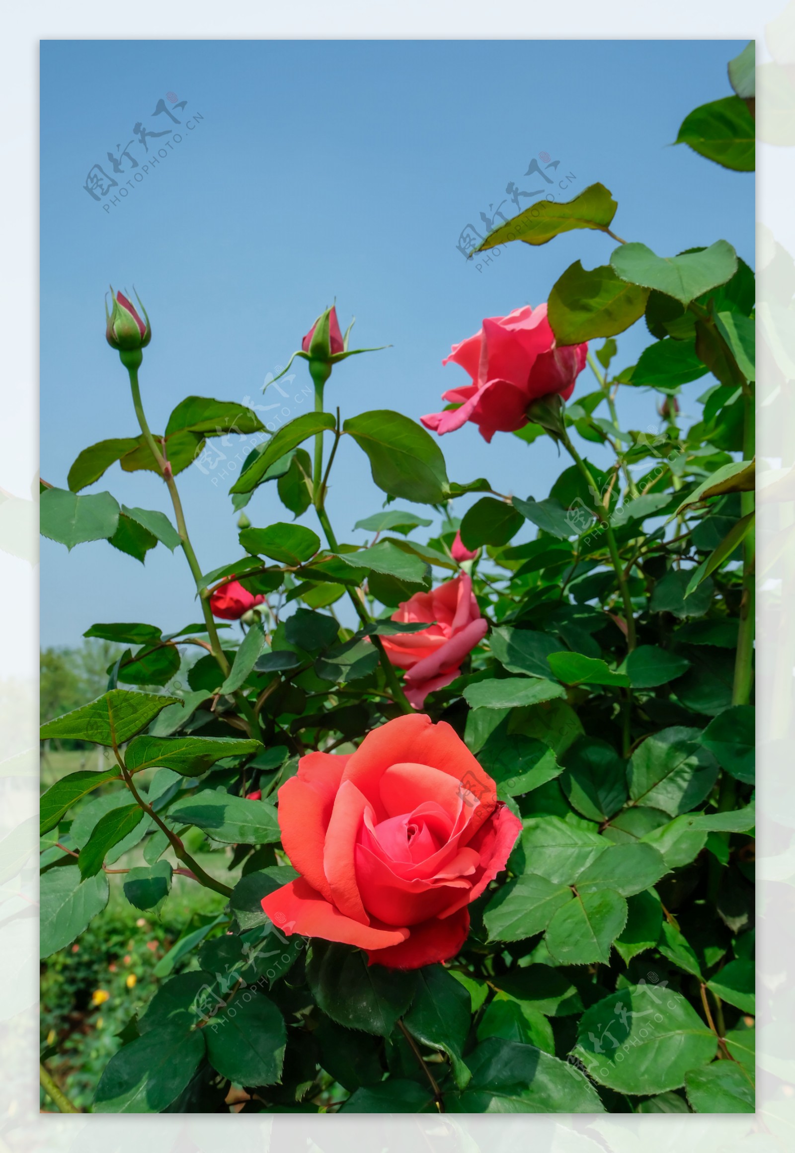 粉色淡雅精致的玫瑰花朵唯美图 英式粉玫瑰花园高清照片！-1-6TU