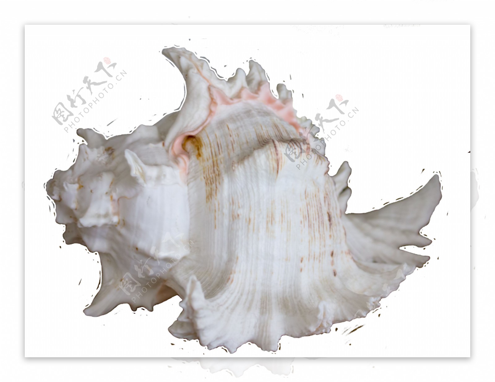 贝壳软体动物扇贝海螺螺