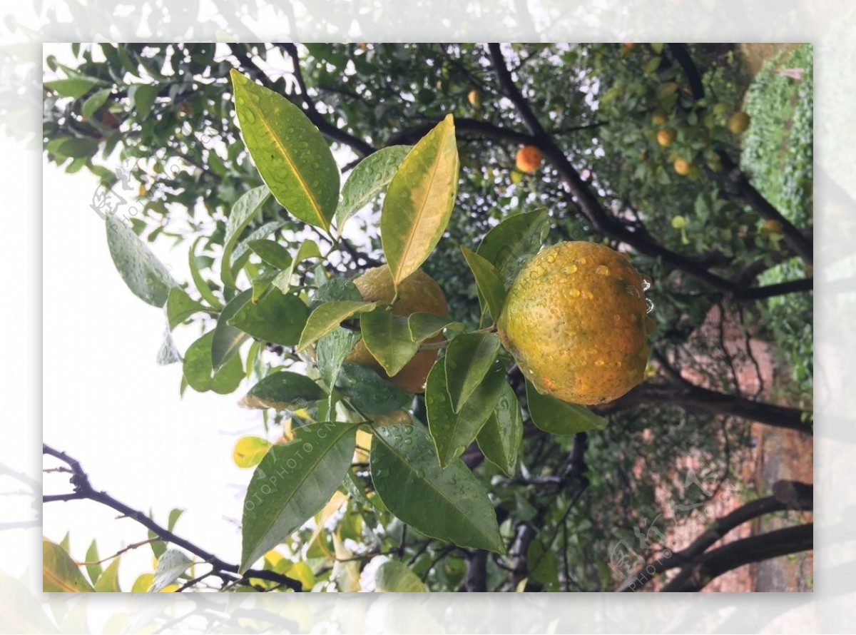 雨后