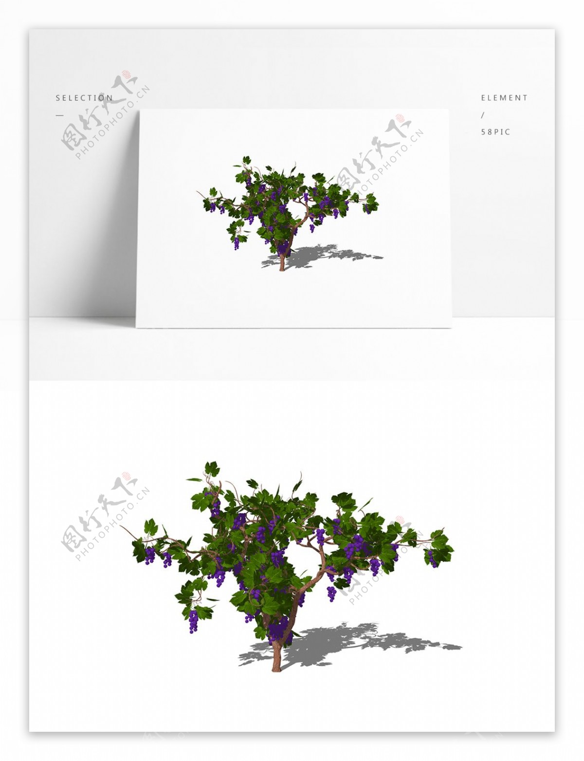 3d葡萄树葡萄藤模型