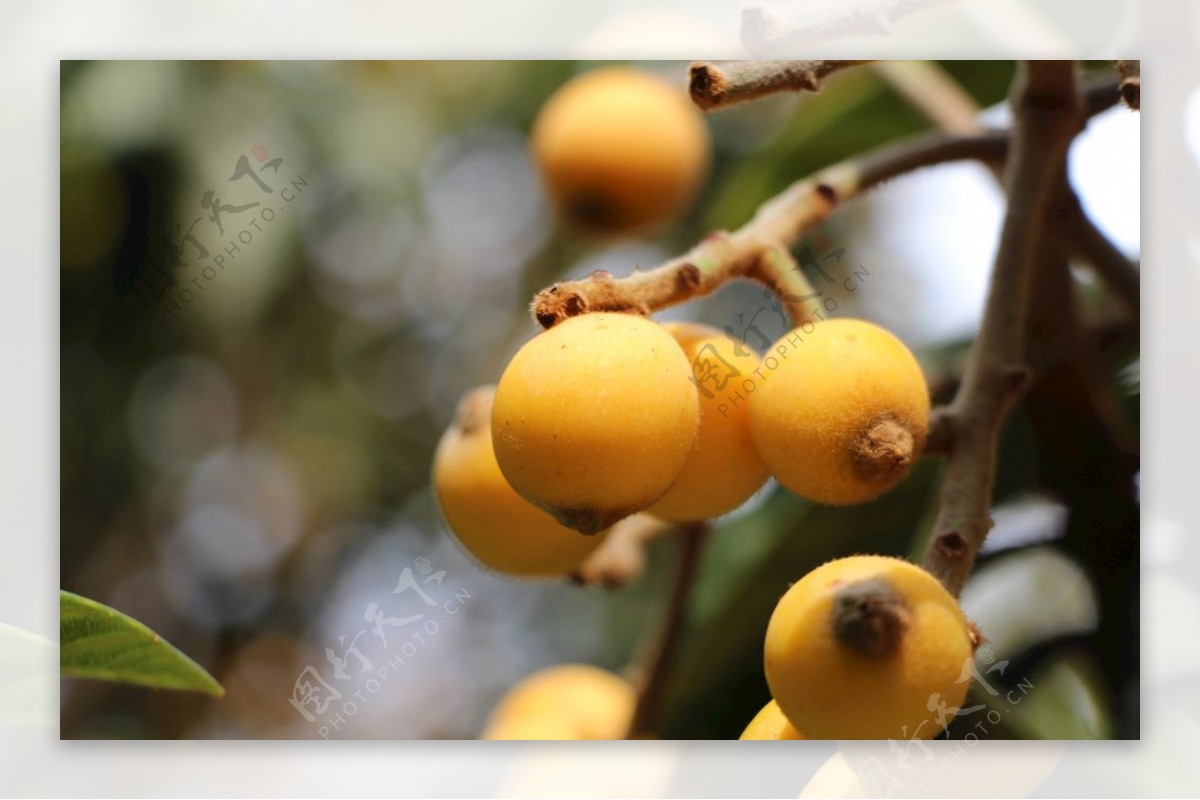 枇杷水果水果摄影生态水果