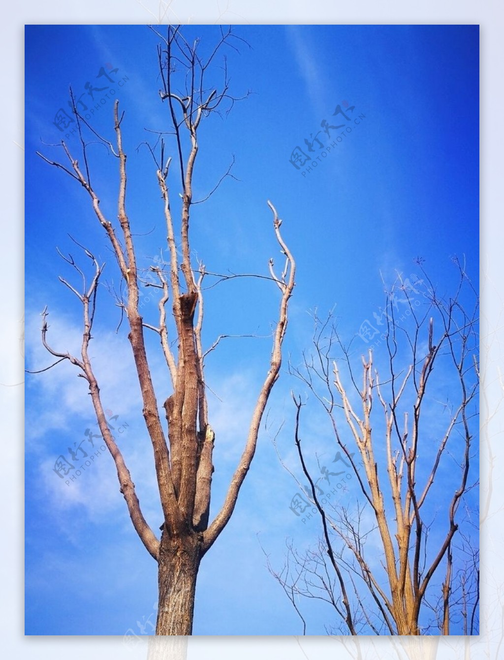 蓝天白云下的冬季树木枝干