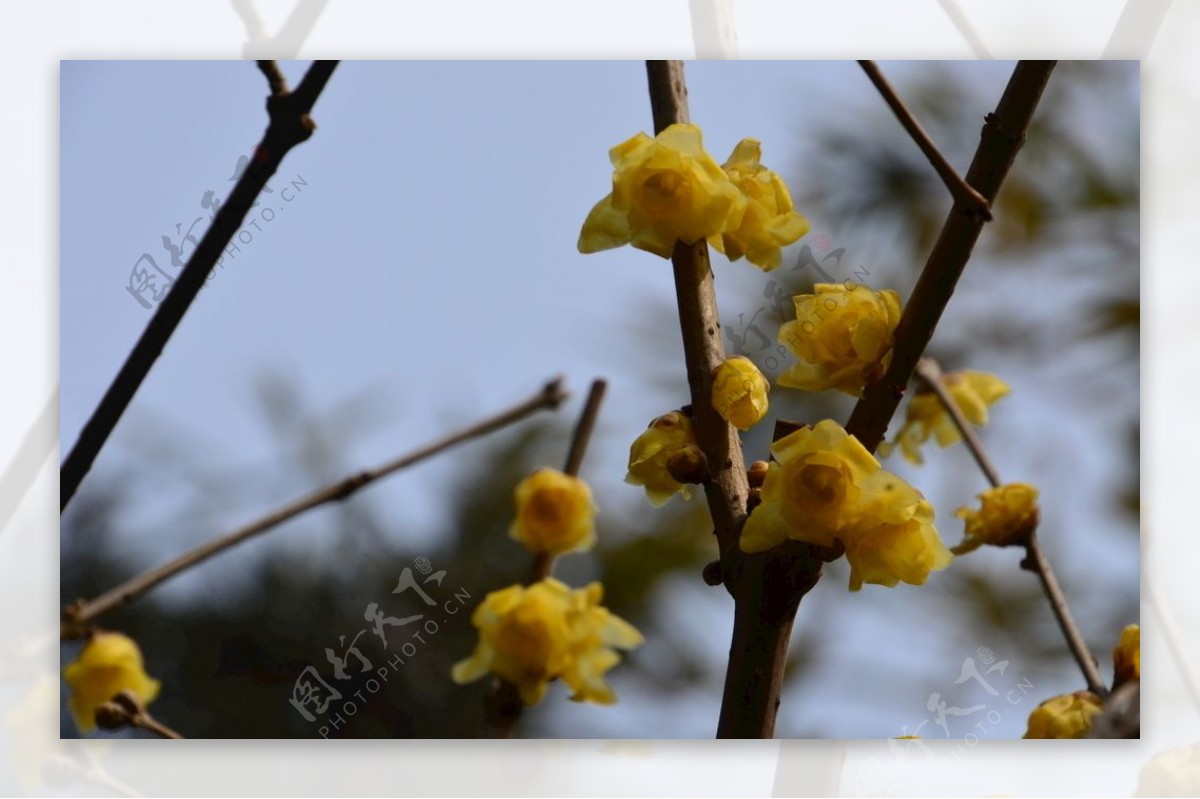 蜡梅花