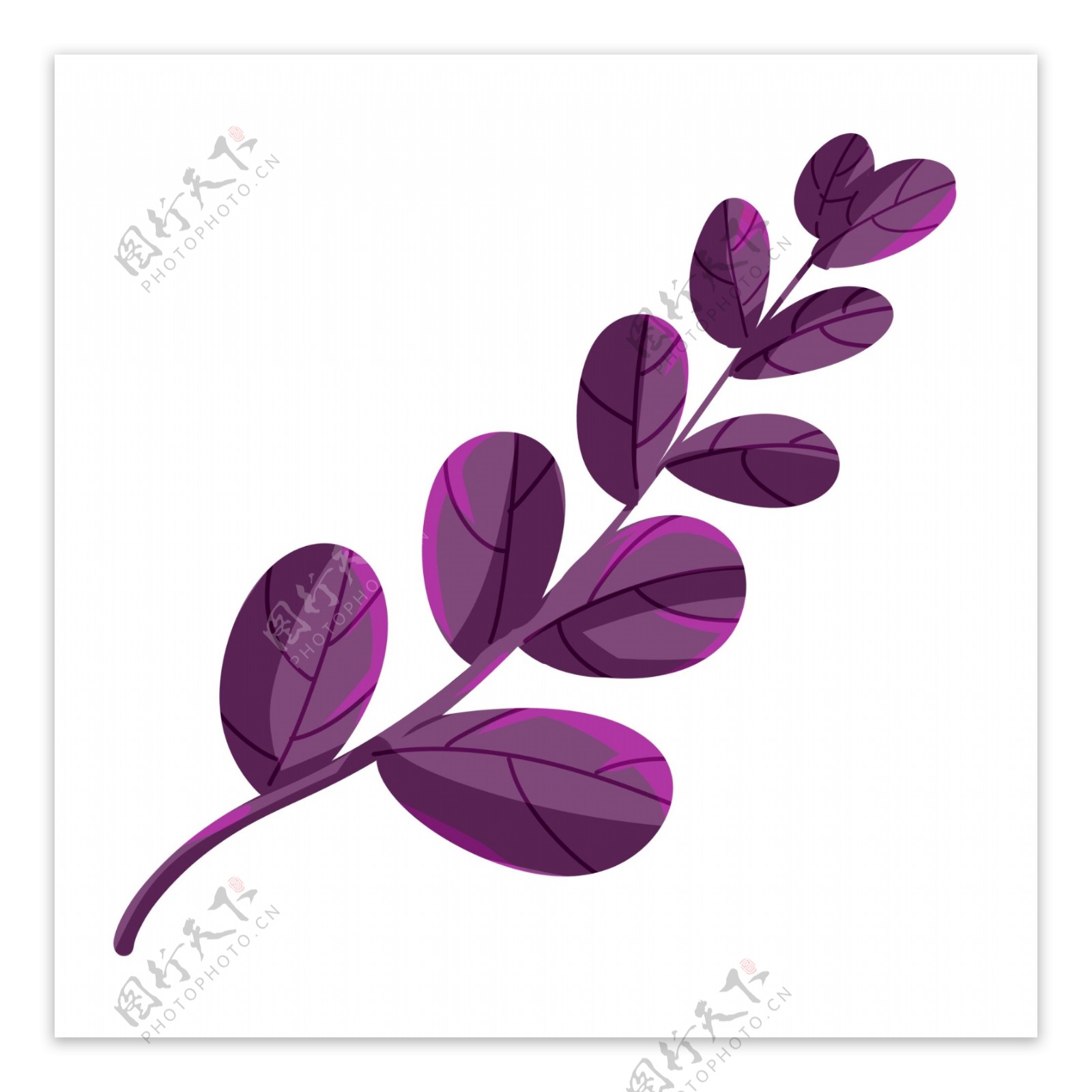 紫色漂亮树叶