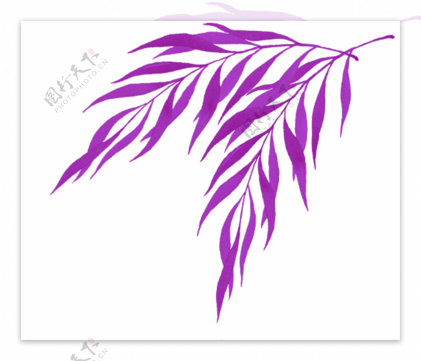 戛纳紫色叶子