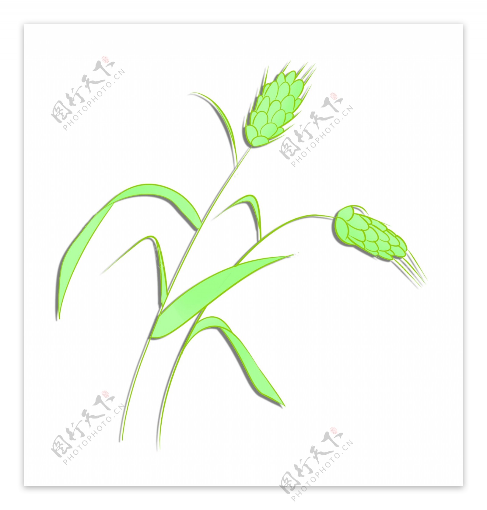 绿色图案麦穗设计