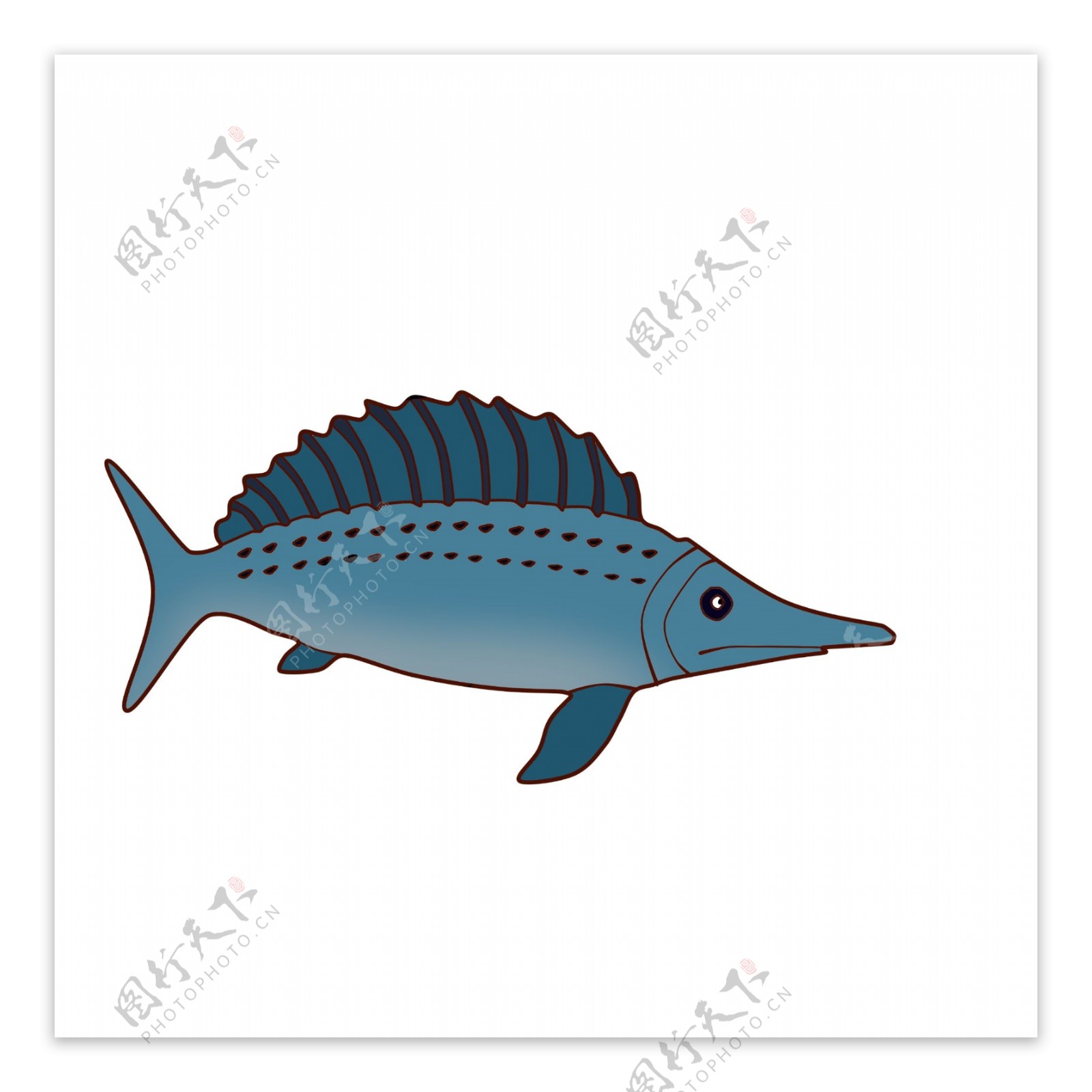 海洋旗鱼动物