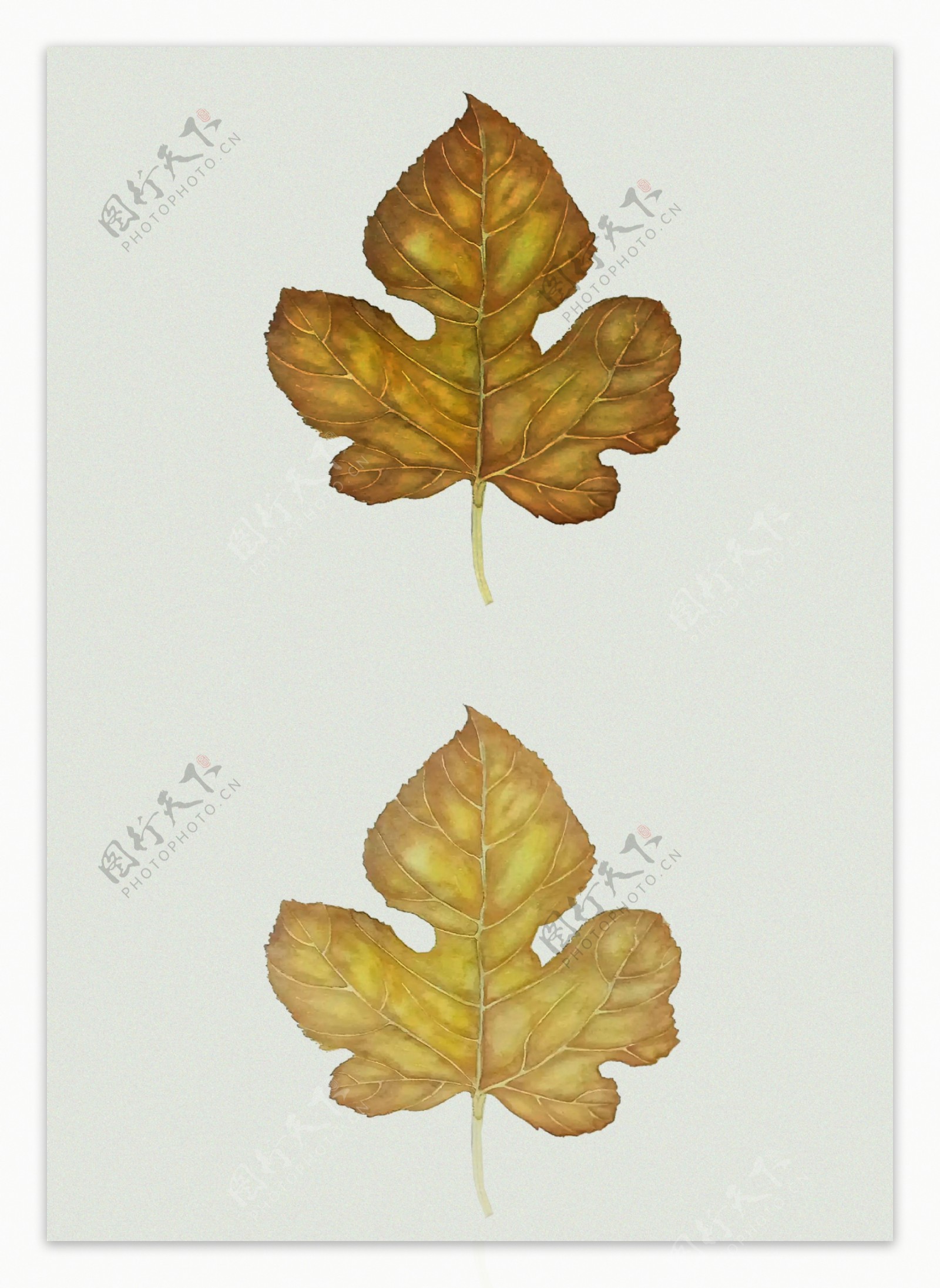 金色树叶装饰元素图案