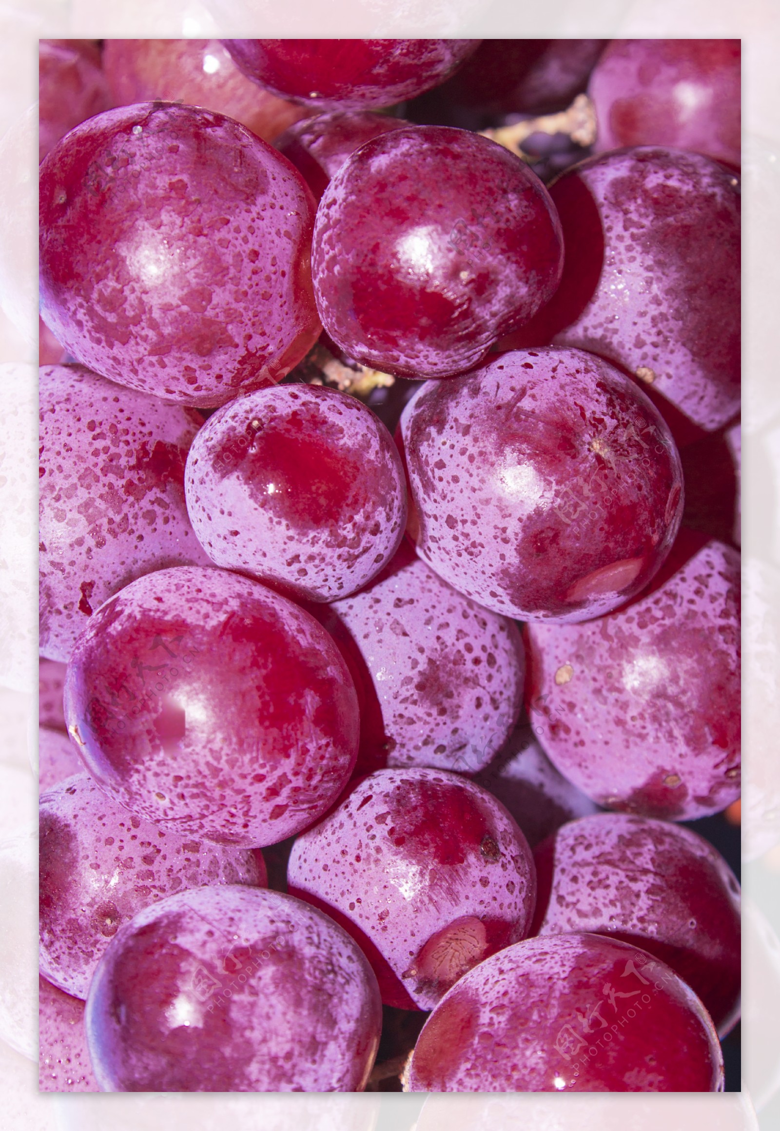 紫葡萄水果商业摄影